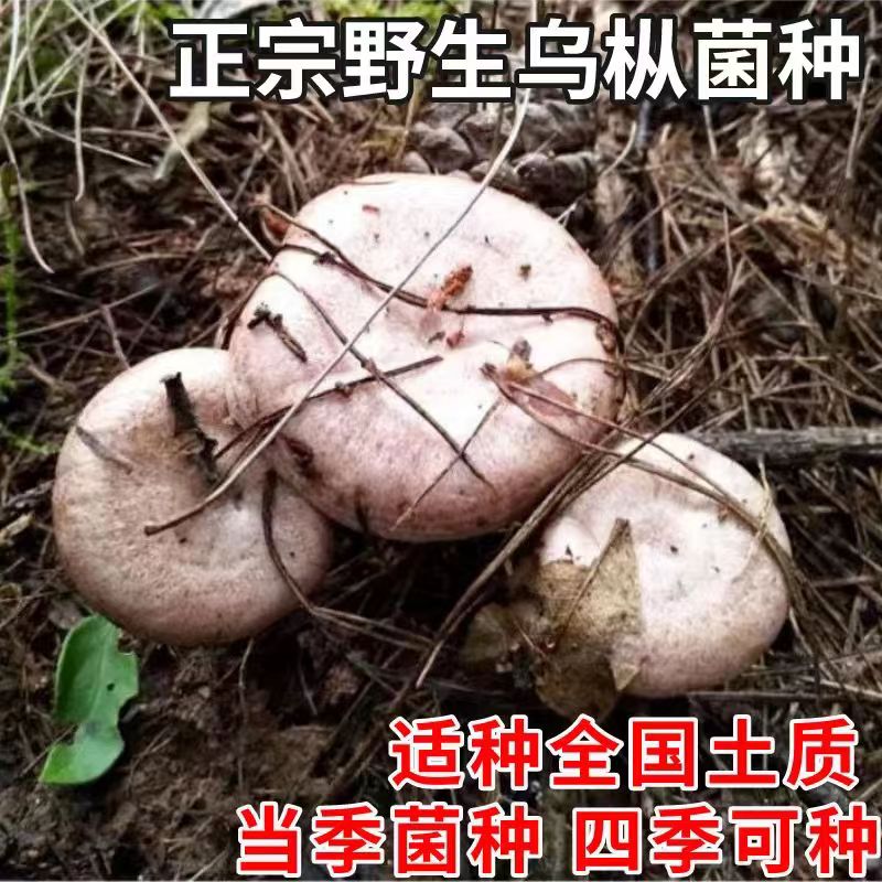 野生乌纵菌原种菌包   黄枞菌 松纵菌松菇人工种植菌包菌种家种 - 图3