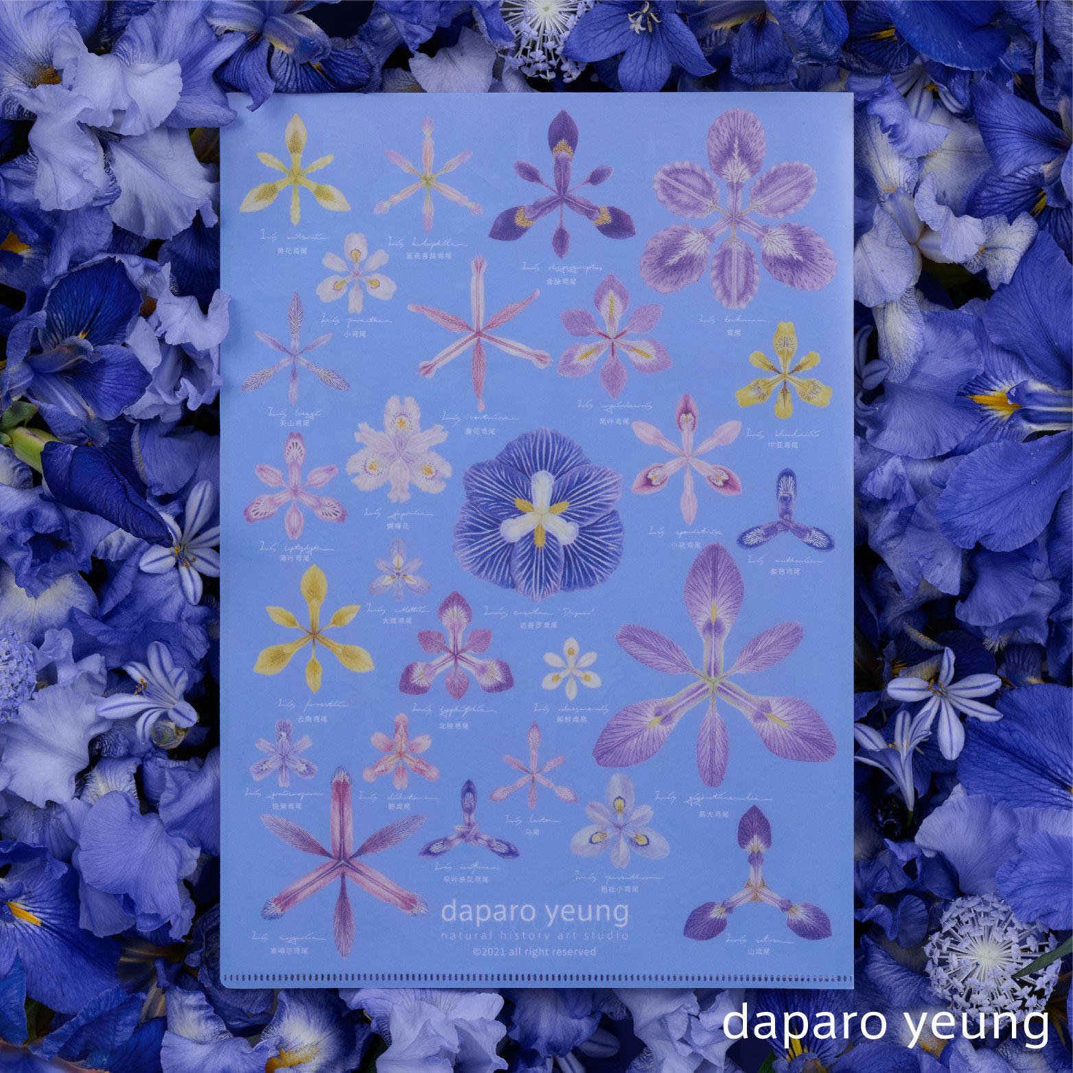 daparo yeung达普罗鸢尾文创单层文件夹花朵清新文具闺蜜节日礼物,淘宝优惠券,粉丝福利购,淘宝优惠卷