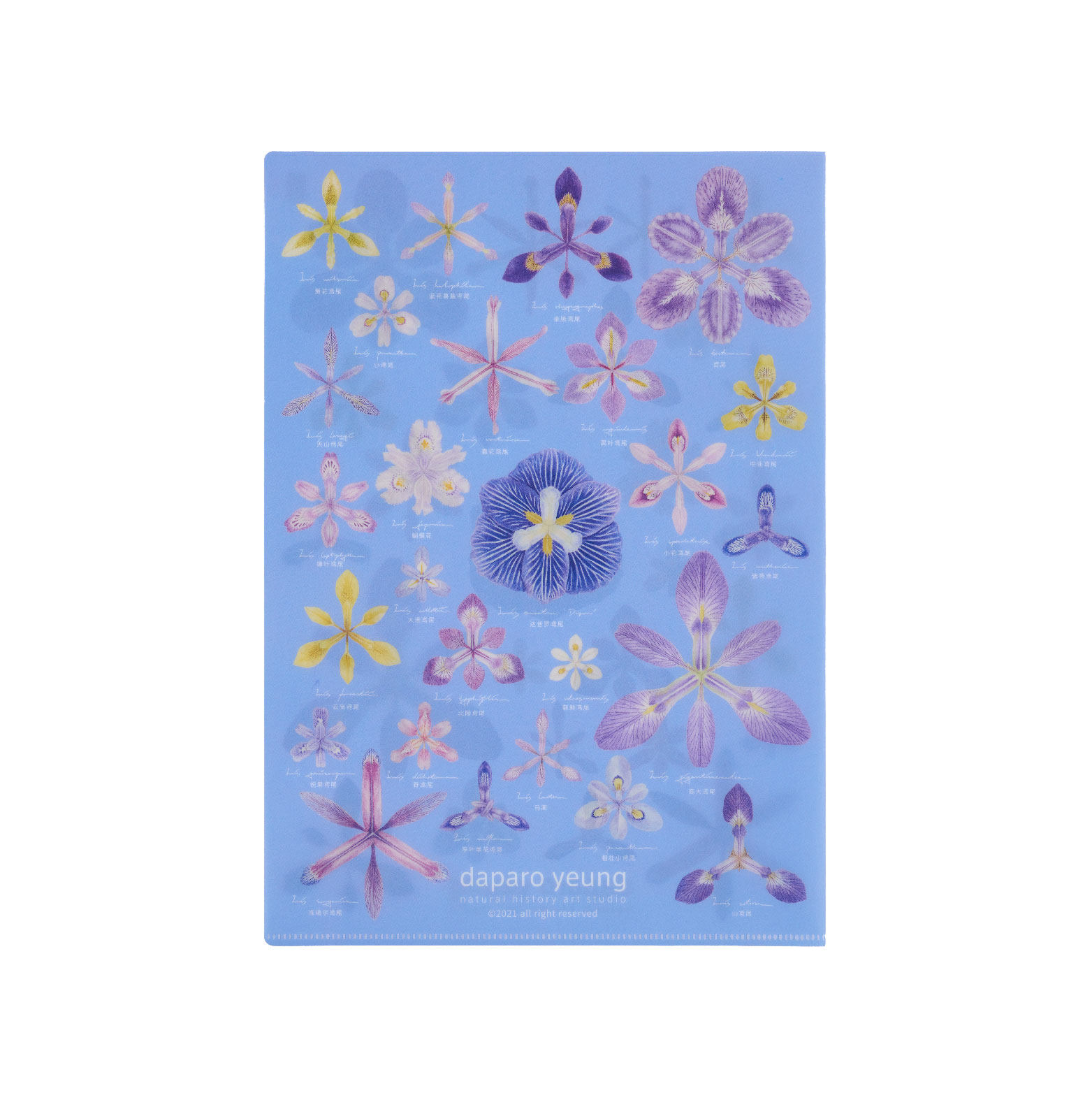 daparo yeung达普罗鸢尾文创单层文件夹花朵清新文具闺蜜节日礼物,淘宝优惠券,粉丝福利购,淘宝优惠卷