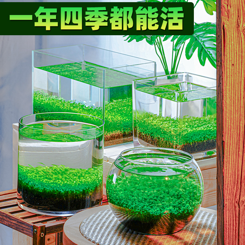 生态玻璃鱼缸水草种子桌面植物造景草盆客厅家用装饰水培真草套餐 - 图1