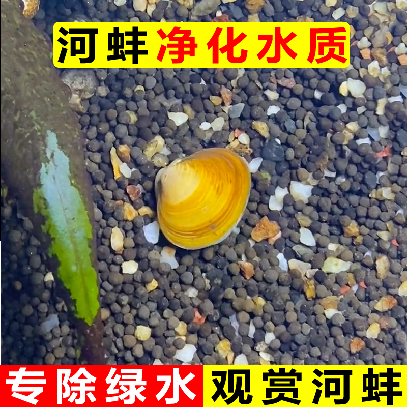 鱼缸专吃鱼屎粪便冷水观赏淡水鱼热带鱼清理清道夫鱼清洁净水河蚌-图3