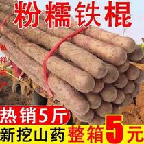 Zhengzong Iron Stick yam Henan Jiaozuo Huaiyams 5 catty of fresh glutinous low-priced origin Direct Hair Farm Produce Small White Mouth