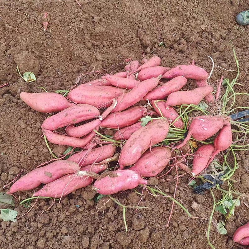 渠首红新鲜九斤板栗沙地超甜番薯 豫西臻选番薯