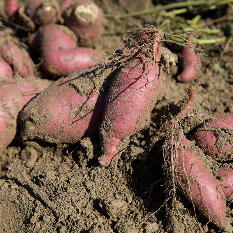 渠首红新鲜九斤板栗沙地超甜番薯 豫西臻选番薯
