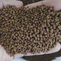 Grain Shrimp Shrimp Special Water Shrimp Shrimp Shrimp Turtle Stock Water Use Shell Stock I Grain Crab Small Grain Shrimp Shrimp Shrimps Shrimpy Shrimp Rearing Black Shrimp Coloni I