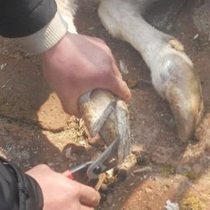 Repairing Bull Hooves Special Tools Sheep Hooves Scissors Repair Hooves Shea Shea Shea Shea Shea Shea Shea With Goats Hooves Trim Hooch