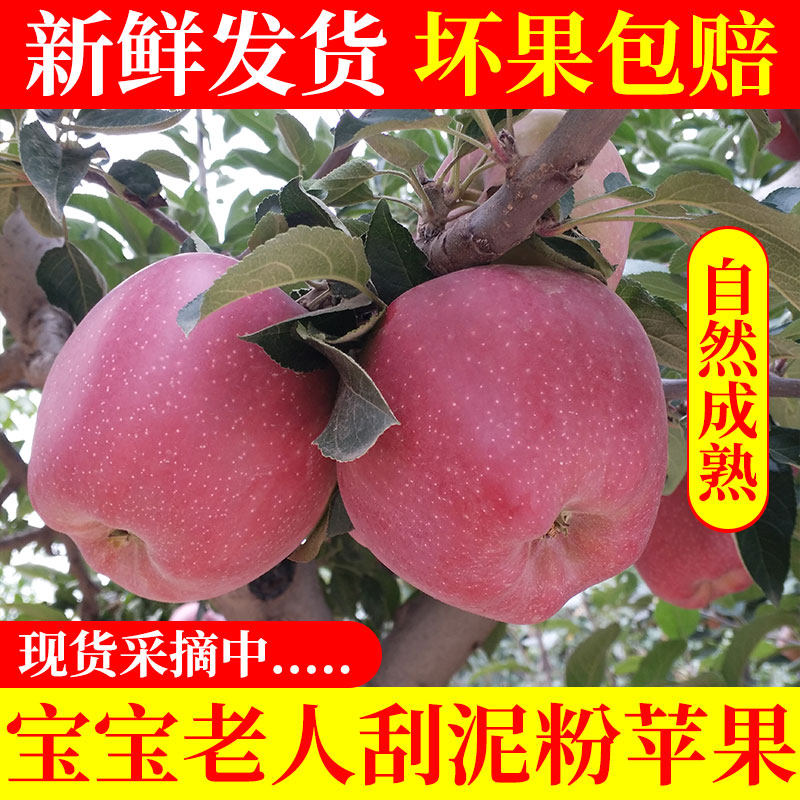 新款上市现装现发应季红星苹果粉面香甜刮果泥老人吃的新鲜水果