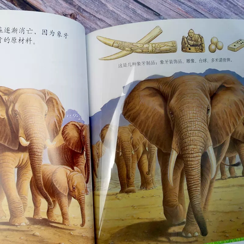 濒临危机的动物第一次发现丛书透视眼系列动物类撕不烂的胶片书小学一二年级阅读书目4-6-8岁儿童动物故事绘本 接力出版社正版 - 图2