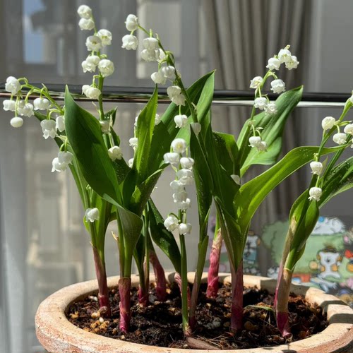 耐寒铃兰带芽球根种球铃兰花苗浓芳香多年生室内外阳台办公室盆栽 - 图0