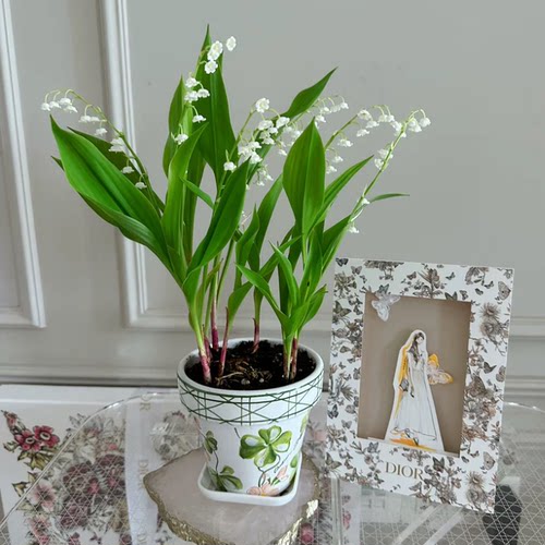 耐寒铃兰带芽球根种球铃兰花苗浓芳香多年生室内外阳台办公室盆栽 - 图2