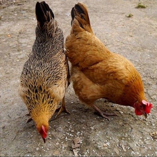 一斤正宗麻羽鸡农家散养绿壳蛋鸡土鸡活苗高产蛋笨土鸡苗,淘宝优惠券,粉丝福利购,淘宝优惠卷