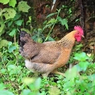 一斤正宗麻羽鸡农家散养绿壳蛋鸡土鸡活苗高产蛋笨土鸡苗,淘宝优惠券,粉丝福利购,淘宝优惠卷