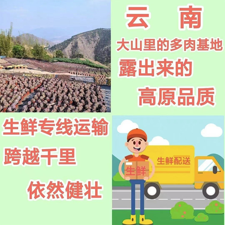 老桩【养不死】多头巧克力多肉植物室内绿植盆栽室内阳台耐寒耐热,淘宝优惠券,粉丝福利购,淘宝优惠卷