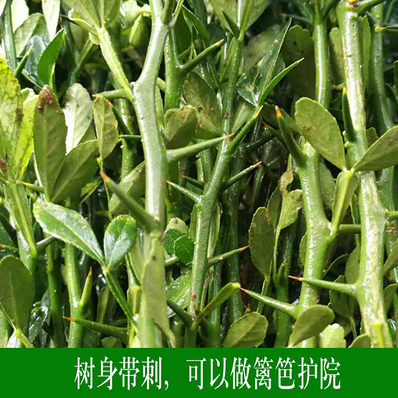 大量山东枸橘苗枳壳苗嫁接砧木柑橘带刺植物防盗铁篱笆护院现起苗,淘宝优惠券,粉丝福利购,淘宝优惠卷