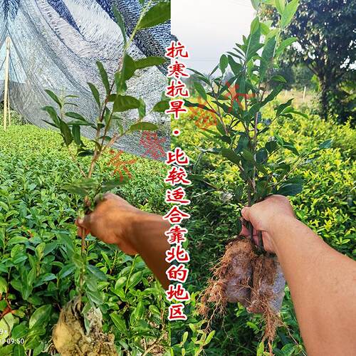 日照北方绿茶树苗无纺布易成活抗寒抗旱发芽早产量高中茶108批发 - 图0