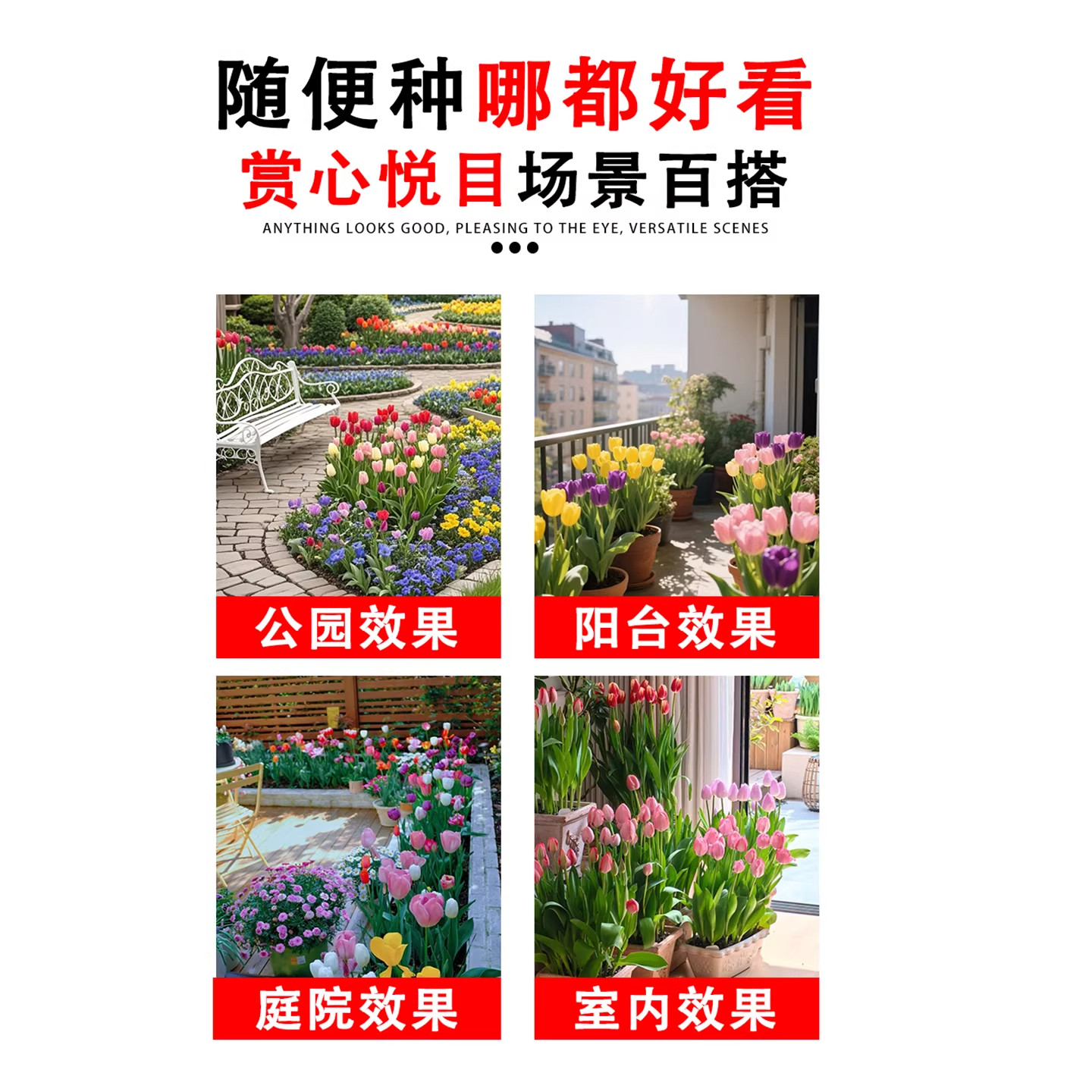 进口郁金香种球秋冬花卉耐寒花种子室内盆栽水培土培地栽开花植物,淘宝优惠券,粉丝福利购,淘宝优惠卷