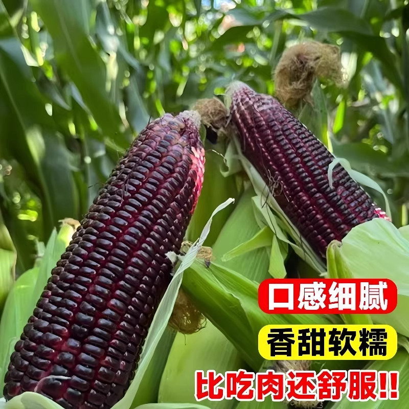 黑甜糯玉米种子香糯高产四季播蔬菜种子耐旱超甜糯黑糯玉米籽种苗,淘宝优惠券,粉丝福利购,淘宝优惠卷