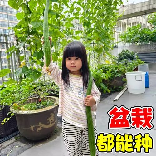 肉丝瓜种子种籽秧苗特长香苹果棱角丝瓜种孑子菜苗蔬菜带土老品种 - 图1