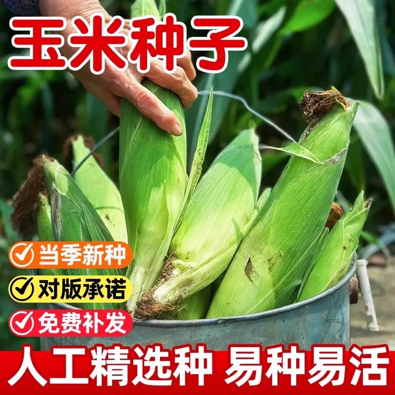 可生吃水果玉米种子超甜超大棒玉米大田高产早熟春秋四季甜玉米籽,淘宝优惠券,粉丝福利购,淘宝优惠卷