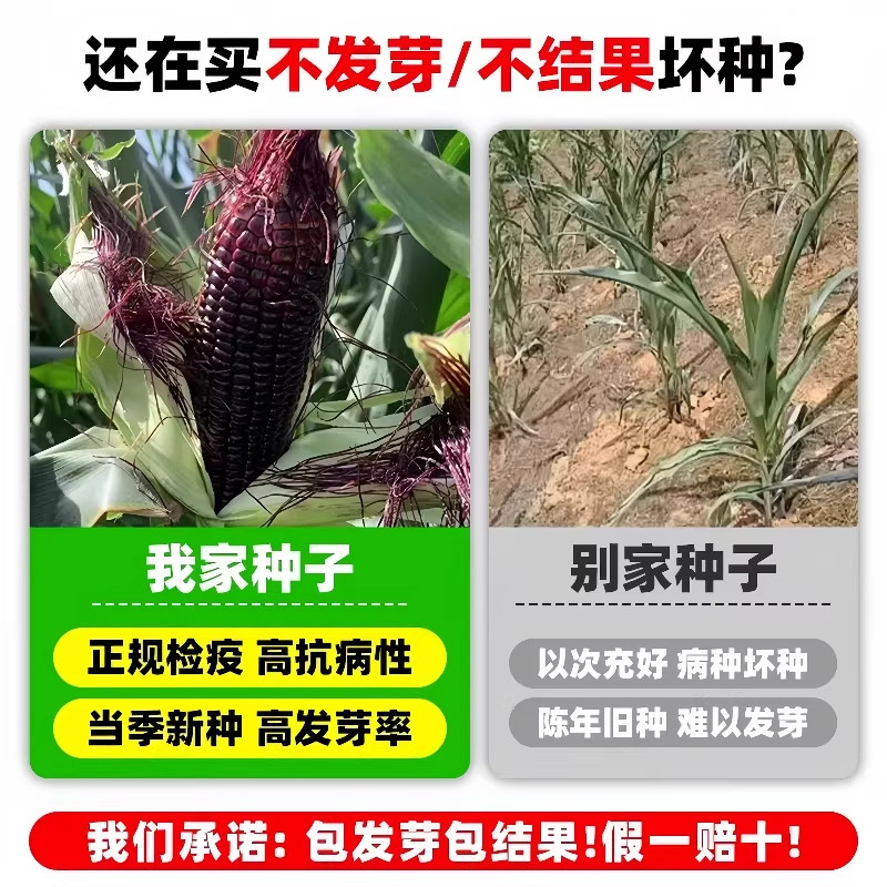黑甜糯玉米种子香糯高产四季播蔬菜种子耐旱超甜糯黑糯玉米籽种苗,淘宝优惠券,粉丝福利购,淘宝优惠卷
