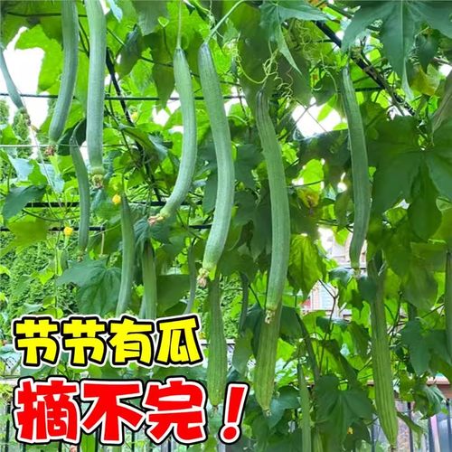 肉丝瓜种子种籽秧苗特长香苹果棱角丝瓜种孑子菜苗蔬菜带土老品种 - 图2