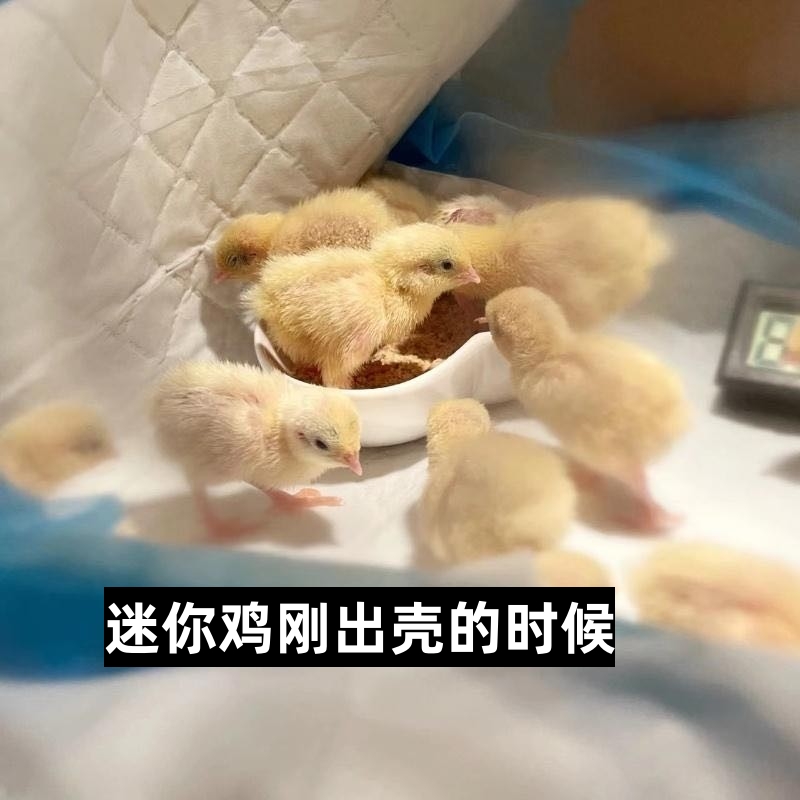 网红芦丁鸡迷你鸡全色系宠物活鸡40-60天青年鸡阳台观赏产蛋幼鸡