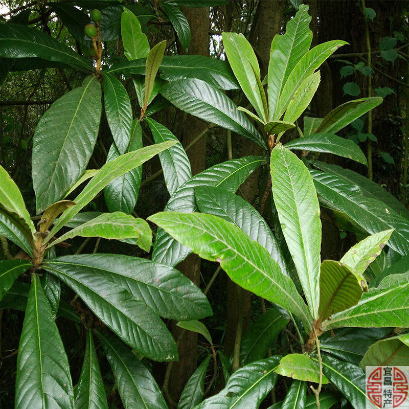 现摘新鲜枇杷叶枇杷树叶新鲜枇杷树叶现摘食用枇杷叶茶琵琶叶偏方_虎窝淘