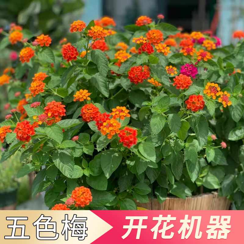 马樱丹 新人首单立减十元 22年8月 淘宝海外 马樱丹 新人首单立减十元 22年8月 淘宝海外