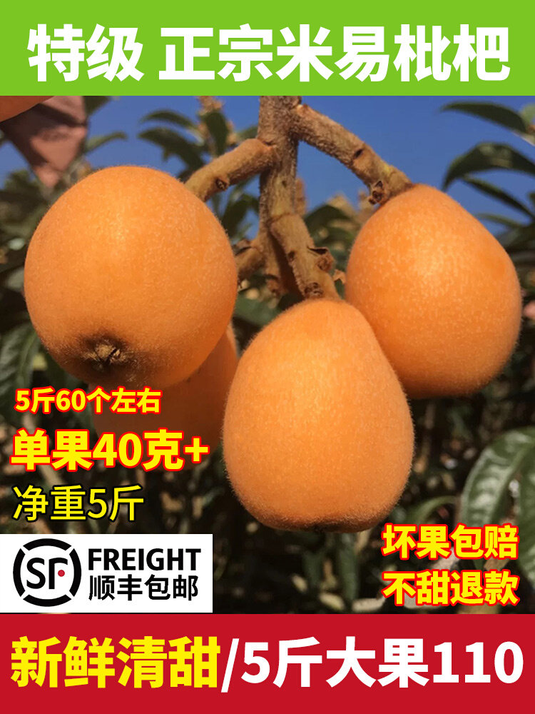特级四川攀枝花米易枇杷新鲜水果当季早钟琵琶顺丰包邮5斤大果甜