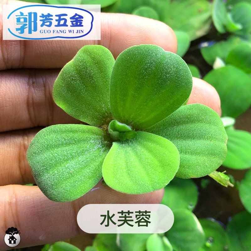 大浮萍 新人首单立减十元 21年9月 淘宝海外 大浮萍 新人首单立减十元 21年9月 淘宝海外