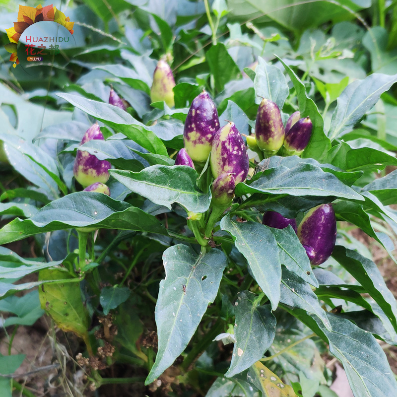 五彩朝天椒种苗超辣彩椒四季辣椒庭院阳台播种盆栽蔬果蔬菜种子-图0