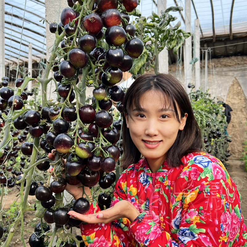 黑妖姬番茄种苗阳台盆栽小黑柿子种孑苗农家黑西红柿蔬菜种籽大全 - 图1