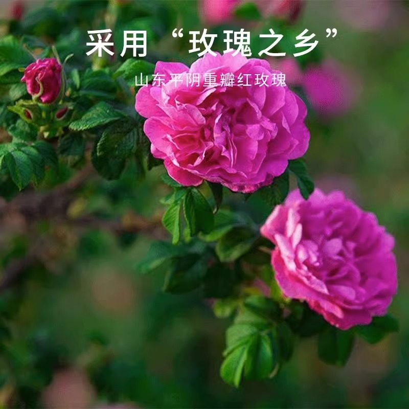  渣sir饮品植物饮料