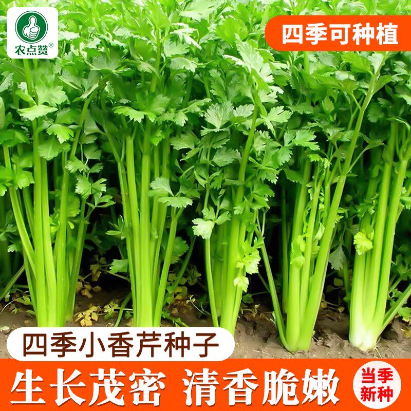 四季白芹菜种籽四川白杆白梗芹菜种孑本地实心小香芹菜籽种蔬菜子