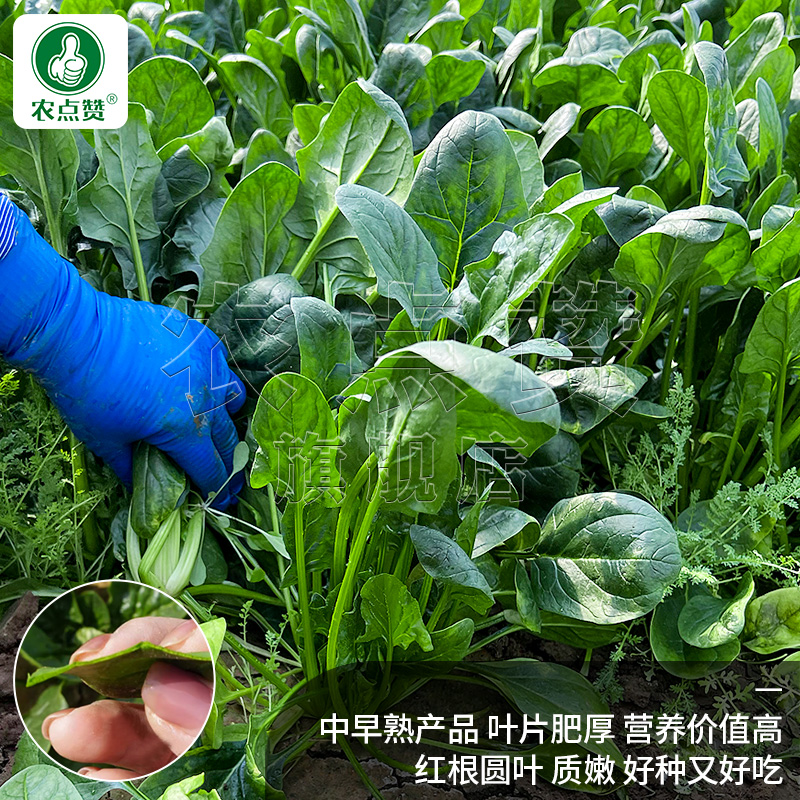 秋冬耐寒菠菜种子冬墨大叶菠菜种籽老品种红根菠菜籽秋冬蔬菜种孑