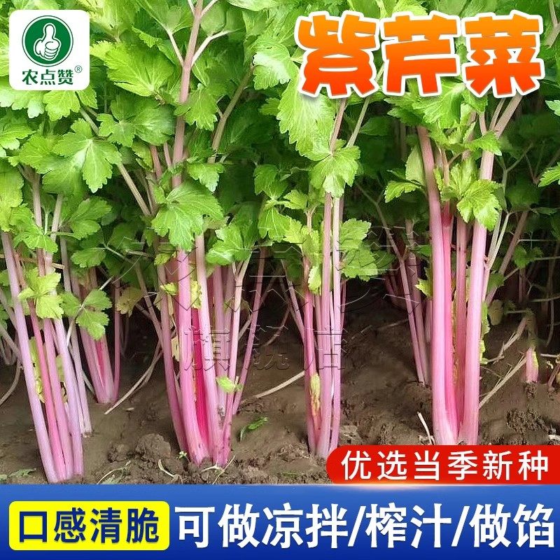 四季白芹菜种籽四川白杆白梗芹菜种孑本地实心小香芹菜籽种蔬菜子