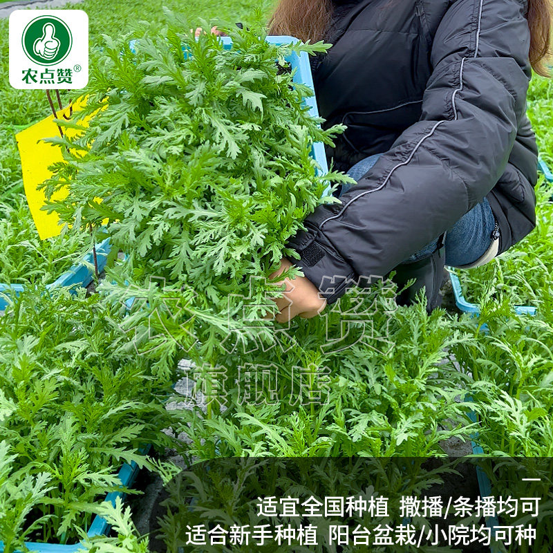 小叶茼蒿种子茼蒿菜籽种光杆大叶茼蒿籽蒿子秆高杆皇帝菜秋季蔬菜