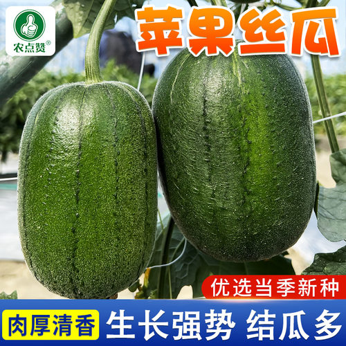 丝瓜种子大全肉棱白长苹果丝瓜籽种天萝絮瓜夏季抗热四季蔬菜种子 - 图0