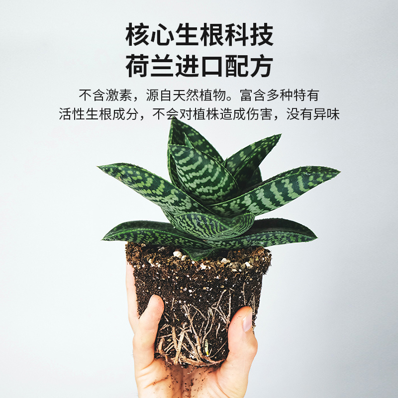 强力生根剂植物生根液快速通用壮苗剂营养液扦插通用生根水 - 图0