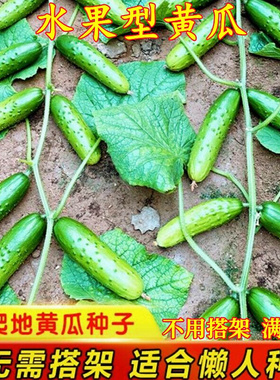 【新种上市】满地爬水果搭架黄瓜四季种子不盆栽黄瓜籽种蔬菜种籽