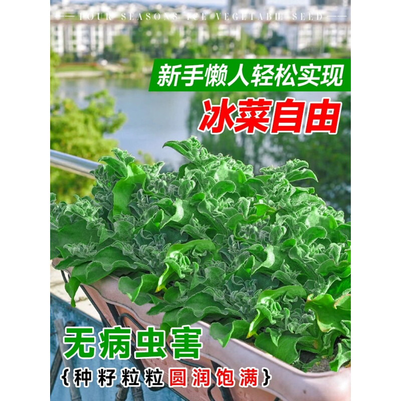 水晶冰菜种子营养高播种非洲四季冰草春秋钙冬季阳台盆栽蔬菜种子 - 图2