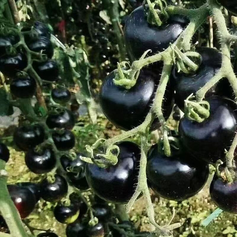 黑珍珠番茄种子高产种籽番茄小圣女瀑布果阳台盆栽水果种孑易种 - 图0