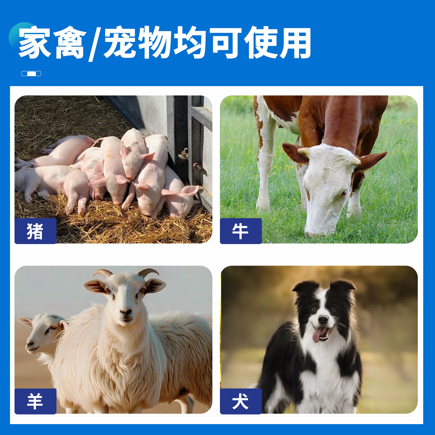 盐酸肾上腺素鱼用钓鱼动物兽用强心注射剂注射液过敏疾病正品兽药,淘宝优惠券,粉丝福利购,淘宝优惠卷