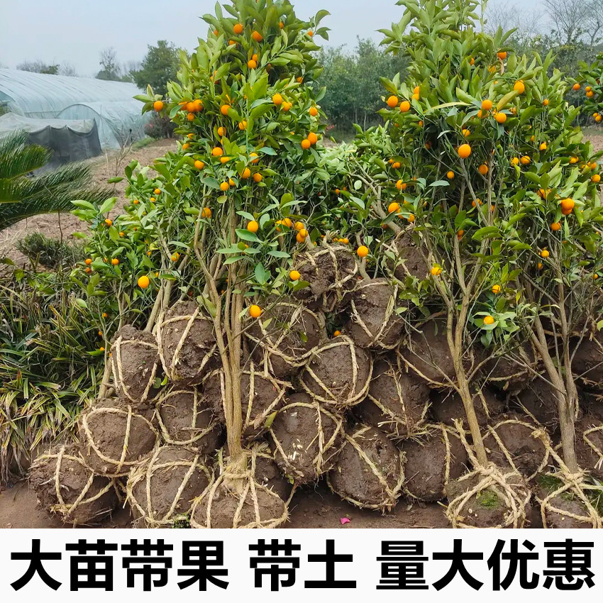 脆皮金桔树苗 蜜糖滑皮金桔带果发货 盆地栽嫁接苗橘子树当年结果 - 图1