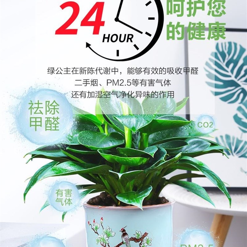 花苗四季种易活4适合家里养的绿植喜阳耐晒植Q物客厅大颗好养庭院-图1