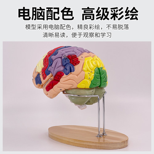 大脑神经解剖模型 2倍放大脑模型 运动中枢 感觉中枢和脑功能 医 - 图1