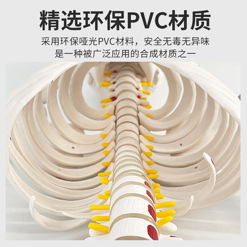 教学85CM人体肌肉骨骼结构全身骨架模型 可拆卸脊椎瑜伽小白骷髅 - 图0