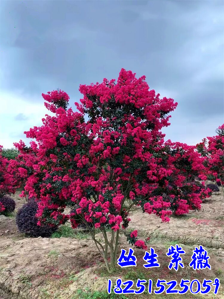 丛生紫薇丛生多杆紫薇红火箭紫薇小苗紫薇树苗别墅庭院大型风景树-图1