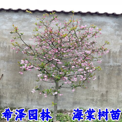 高杆海棠树苗西府海棠北美海棠垂丝海棠花苗庭院地栽绿化树苗 - 图2