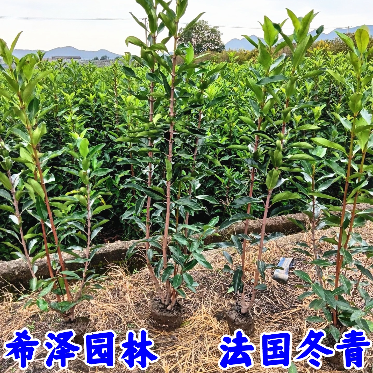 法国冬青树苗别墅庭院耐寒四季常青绿化篱笆墙风景植物北海道黄杨 - 图1